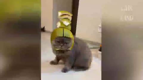 OMG So Cute ♥ Best Funny Cat Video