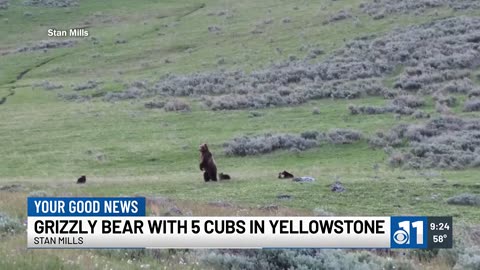 Grizzly with 5 cubs caught on camera in Yellowstone