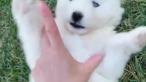 Worlds Cutest Husky Puppy Loves Belly Rubs