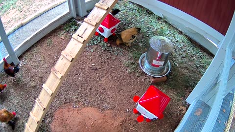 Enjoying their space in the Chicken Run