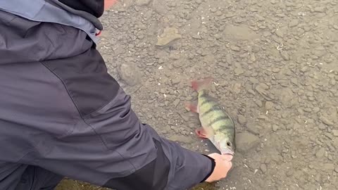 Released Bass Fish Scares Woman