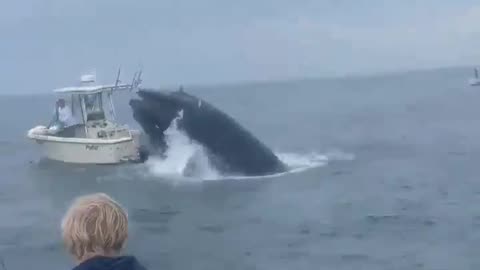 Pissed Off Whale Patrolling The Waters of Portsmouth, New Hampshire