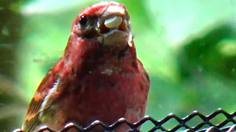 Purple Finch