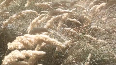 Feather grass in a large garden