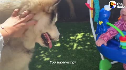 Giant Dog Is Obsessed With His Tiny Human Sister