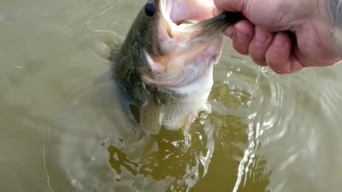 Billings Montana Largemouth Bass