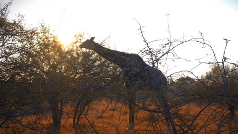 Giraffe eating and running ,Best Giraffe