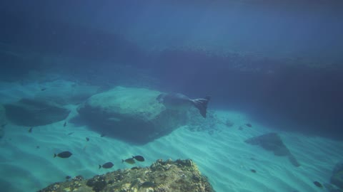 Scuba Diving With the Dugongs in Coron, Palawan