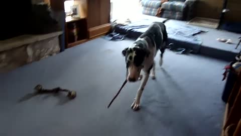 Great Dane Gunner loves his BullyStick