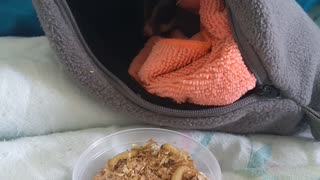 Cute sugar gliders eating wax worms