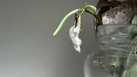 Gulf Fritillary butterfly caterpillar forms chrysalis in time lapse raw video recoded over 8 hours.