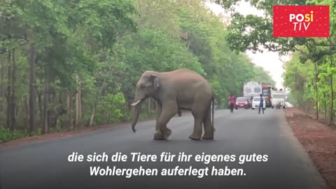 Dramatic resuscitation of an elephant has an unexpected ending