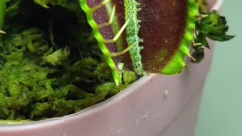 WORM vs VENUS FLY TRAP