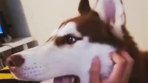 Stubborn Husky Dog Videos 😁😇 Best Funny Animal Videos 2022 😺 Funny Dog Videos 2022 😁