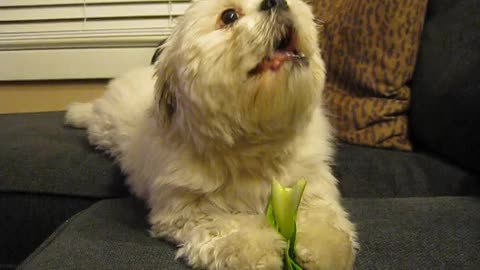 Shih Tzu Pup Enjoying Some Bok Choy