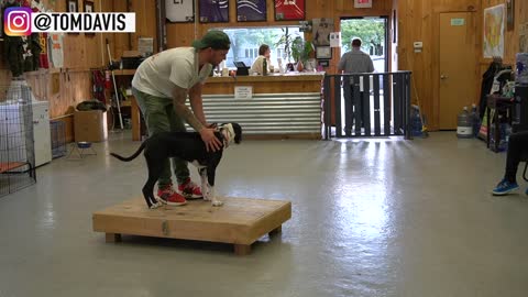 How to train any dog the basics