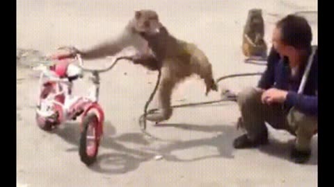 Funniest Monkey - cute and funny monkey videos (Copyright Free) Full HD