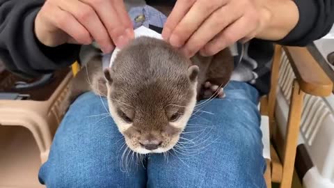 Cute Otter Happy Birthday Cake Surprise Party!