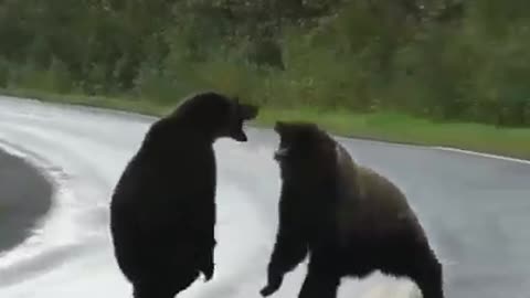 🐯🐅🐅Try not to laugh bear fight