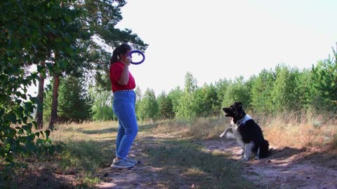 Young woman training her big black and white dog on nature using a toy