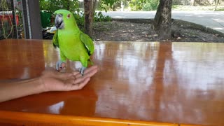 Amazing Acrobat Parrot Somersault Trick