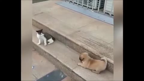 Cat and Dog activity