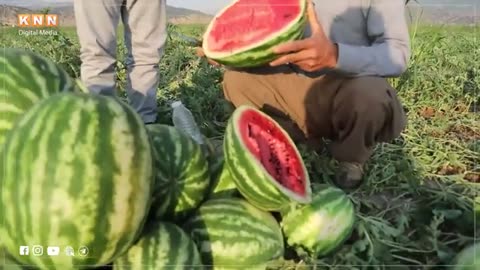 He bets a strawberry in front of him and says this is gold but it doesn't make money.