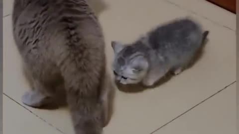 Cute cat fighting comedy