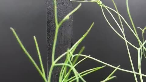 30 Days in 43 Seconds - PEA Time-lapse