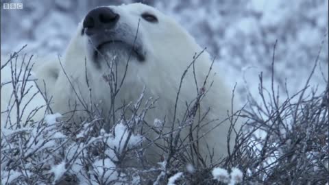 Polar Bear Fight | Nature's Great Events | BBC Earth