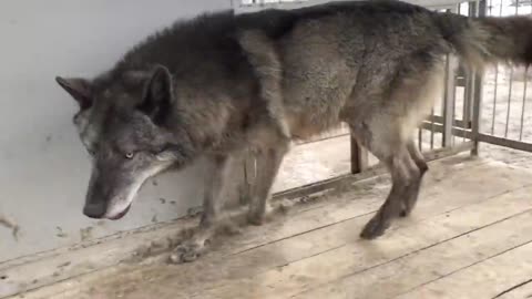 Big Beautiful Canadian Wolf and Tender white West Siberian Laika