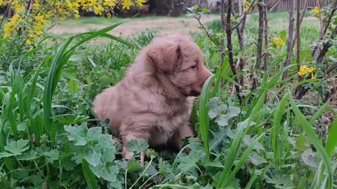 Dog in the cold: important care to have with the animal in winter.