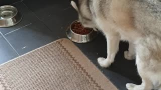 Big Dog Trying to Bury His Food in the Kitchen