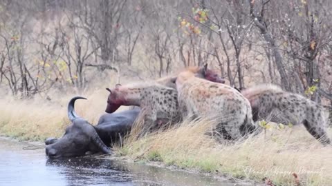 Savage Feast: Spotted Hyenas Devour Live Buffalo 🐆🐃