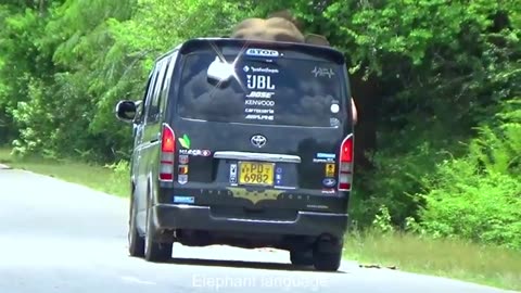 Sri Lanka Wild Elephant | Passengers in Shock_ Elephant Attack on BUS Caught on Camera