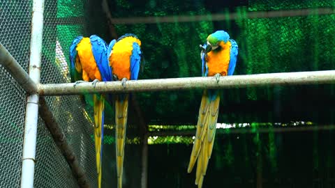 beautiful and graceful parrot