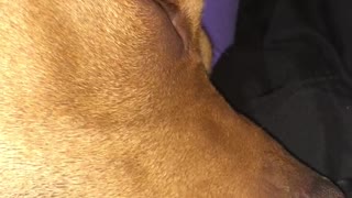 Brown dog sleeping on girl while they play games