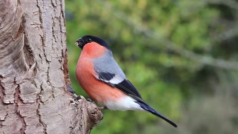 The most beautiful songs of the singing bird