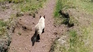 Hiking with an adventurous cat