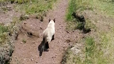 Hiking with an adventurous cat