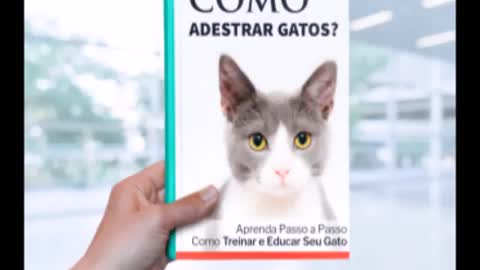 Como Adestrar Gatos? Aprenda Passo a Passo como Treinar e Educar seu Gato