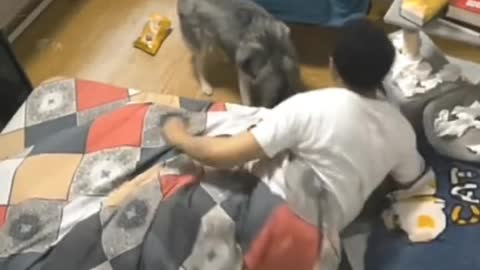 Cute husky video