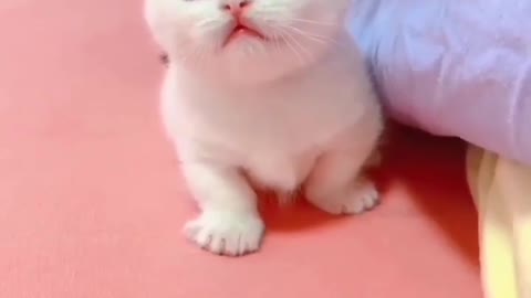 Cute cat ☺️