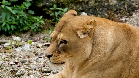 female predatory lioness