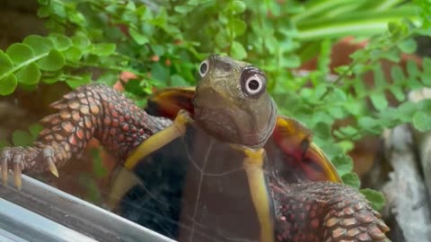 When Your Turtle Is Totally Shell-Shocked