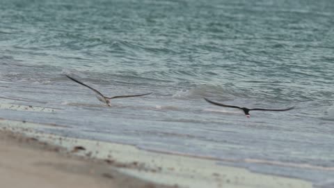 Black Skimmer Teaching Its Fledge to Feed Itself