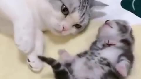 Mommy cat hugs Baby Kitten cute having a Nightmare!