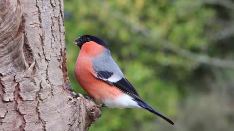 Bullfinch - Sound (NATURE)