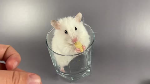 Hamster’s eating and playing with claws on the glass❤️🐹 ASMR #8 #crunchcrunchhamster #hamster #asmr