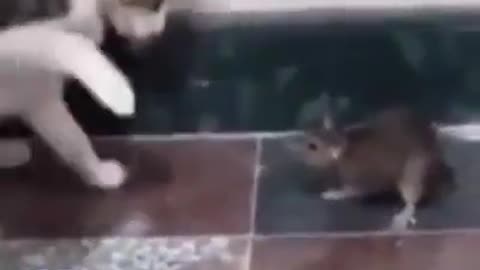 FUNNY CAT VS MOUSE